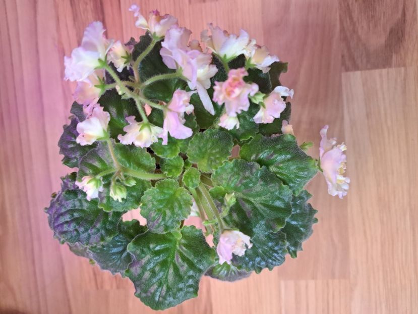  - Violeta AV-Zheltiye Rosy