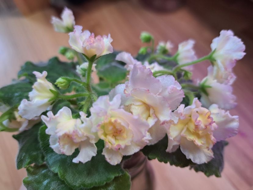  - Violeta AV-Zheltiye Rosy