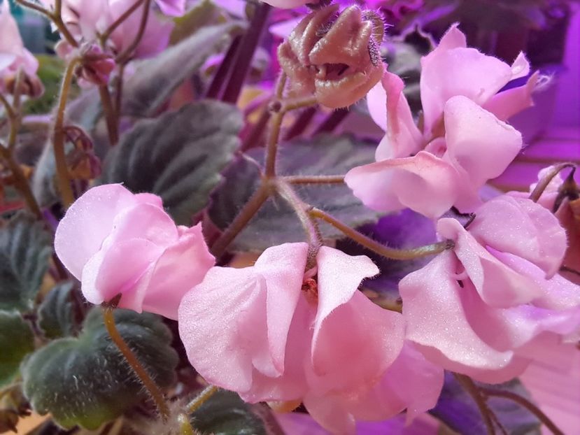  - Violeta DS-Wisteria