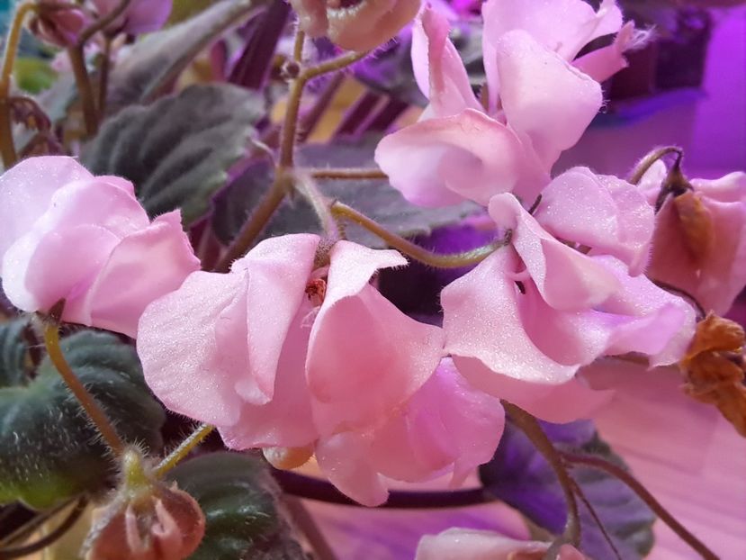  - Violeta DS-Wisteria