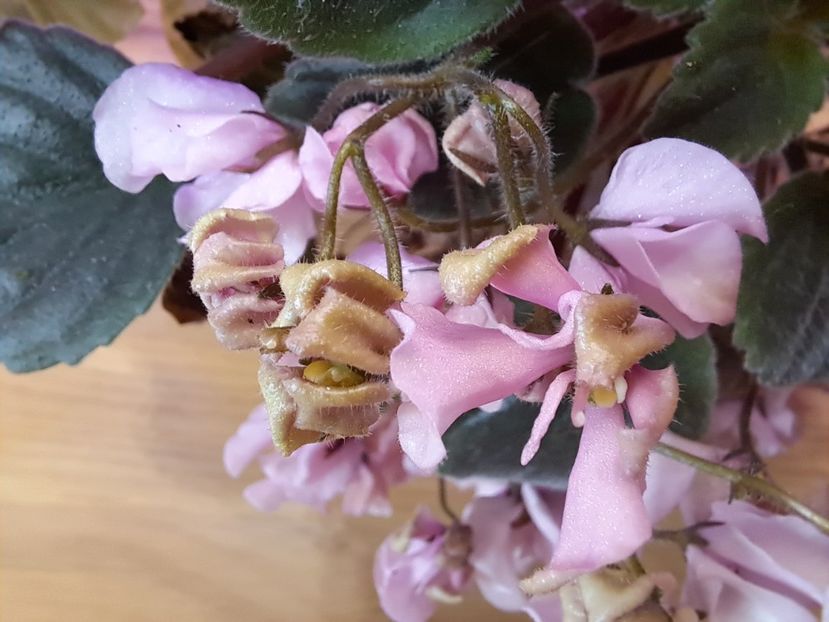  - Violeta DS-Wisteria