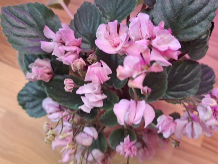  - Violeta DS-Wisteria