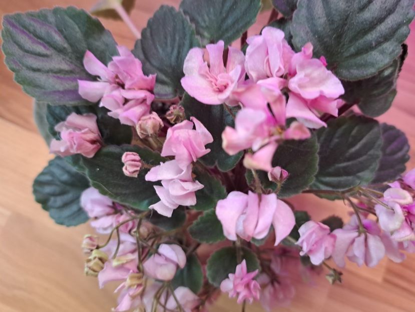  - Violeta DS-Wisteria