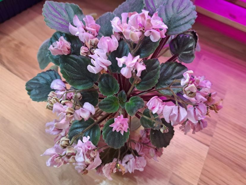  - Violeta DS-Wisteria