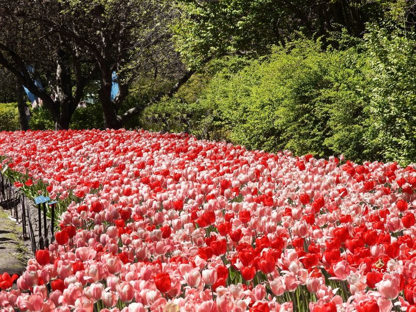 Tulips in Ottawa - E - FLOWERS - Flori