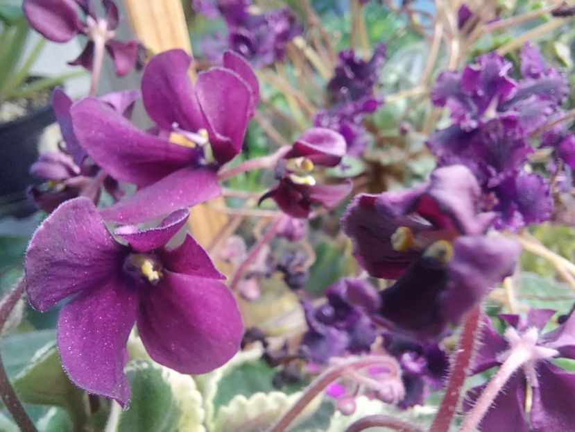  - Violeta Tser Doina