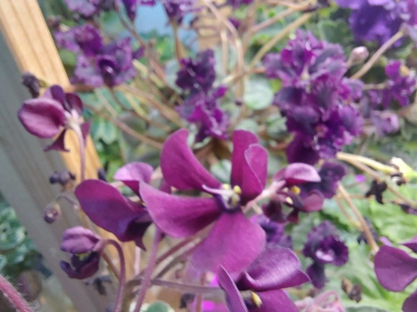  - Violeta Tser Doina