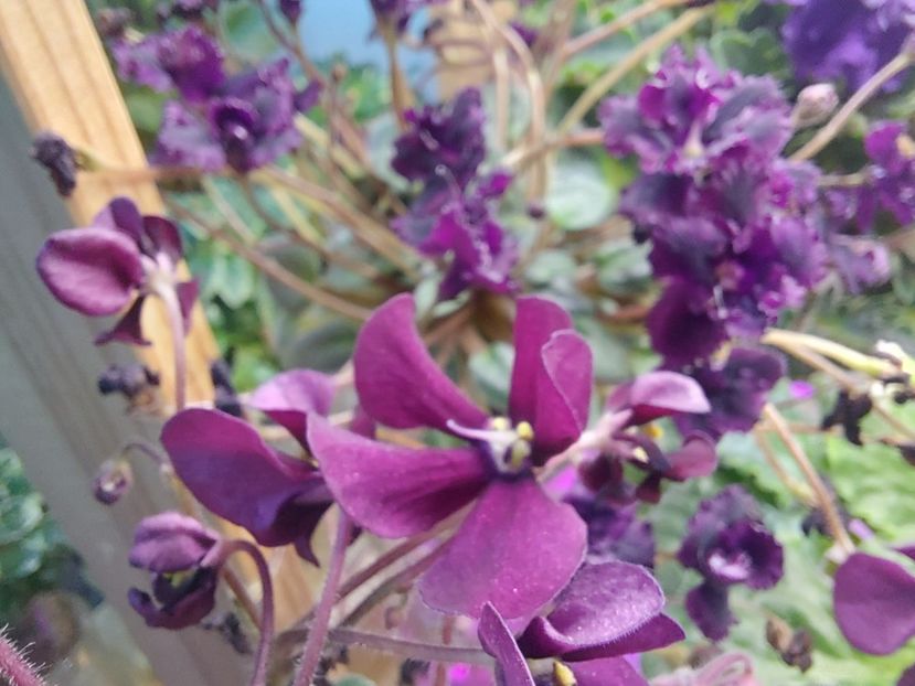  - Violeta Tser Doina