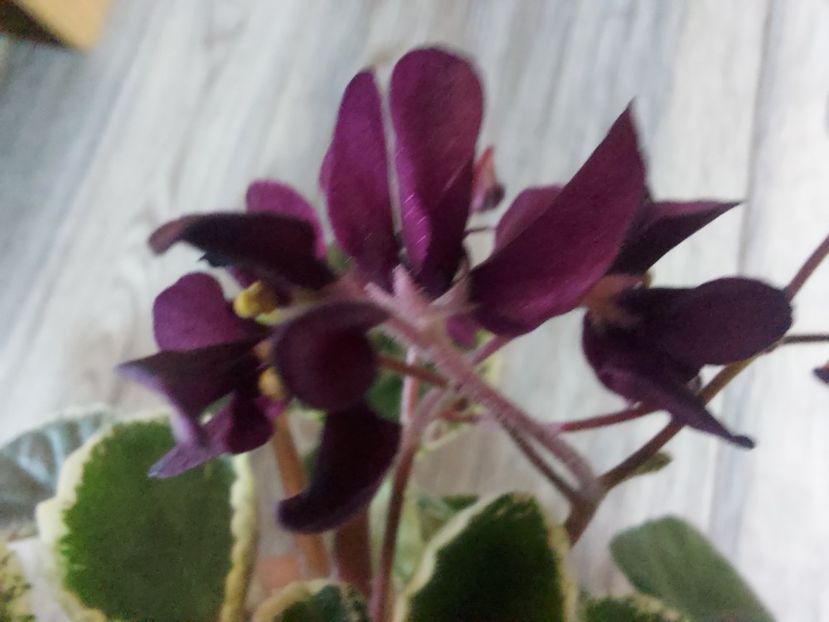  - Violeta Tser Doina