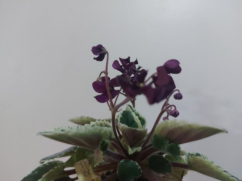  - Violeta Tser Doina