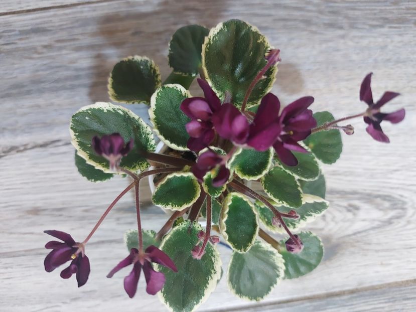  - Violeta Tser Doina