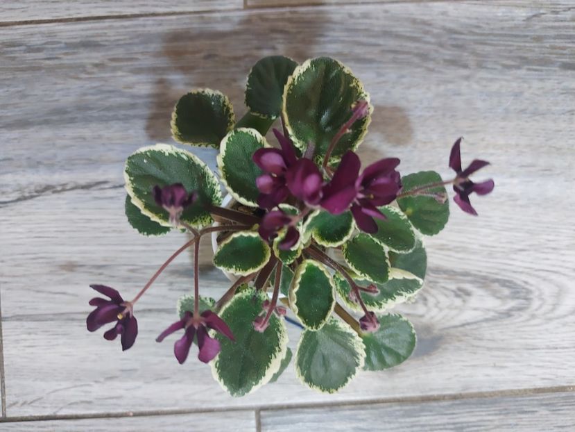  - Violeta Tser Doina