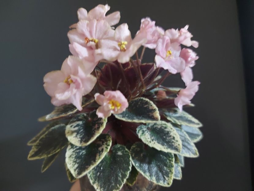  - Violeta NL Kniaginia Olga