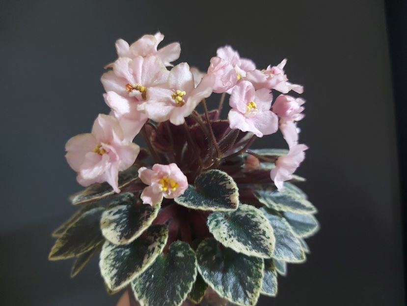  - Violeta NL Kniaginia Olga