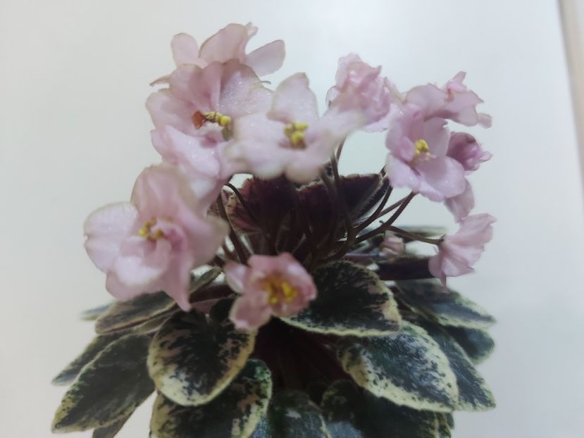  - Violeta NL Kniaginia Olga