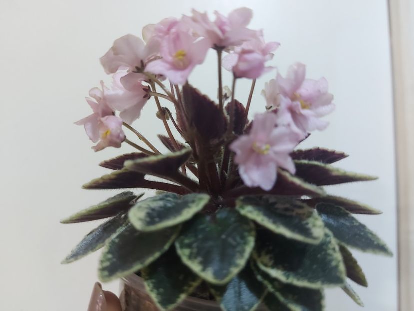  - Violeta NL Kniaginia Olga