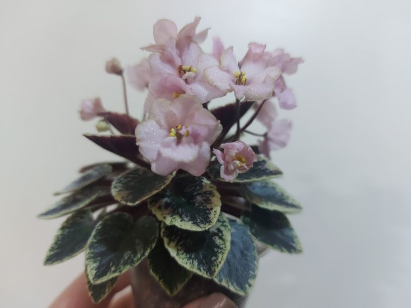  - Violeta NL Kniaginia Olga