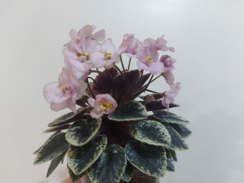  - Violeta NL Kniaginia Olga