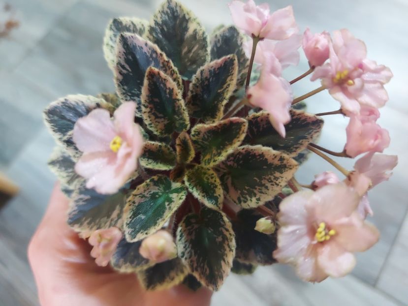  - Violeta NL Kniaginia Olga