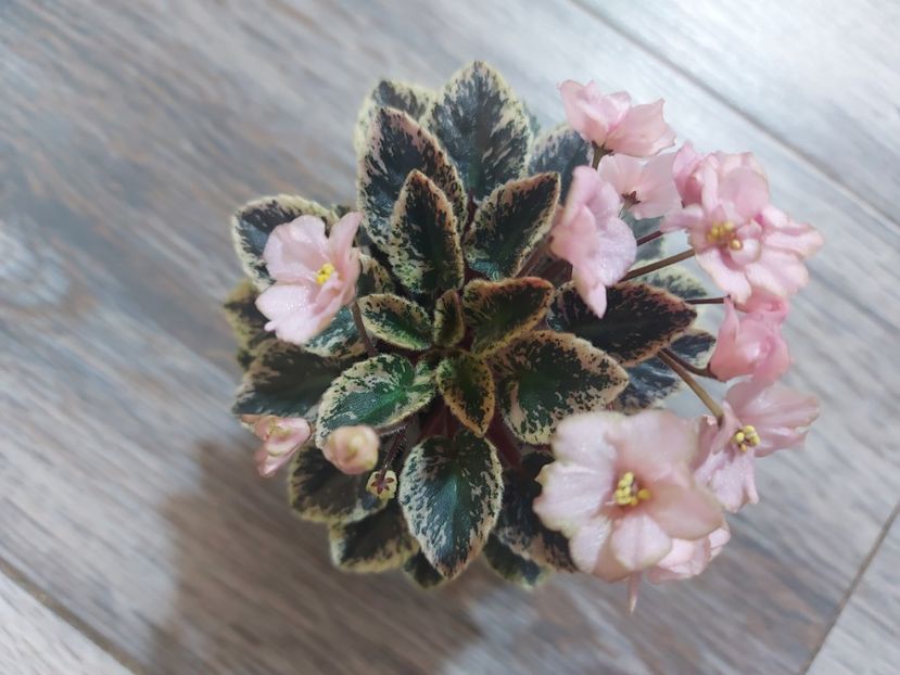  - Violeta NL Kniaginia Olga