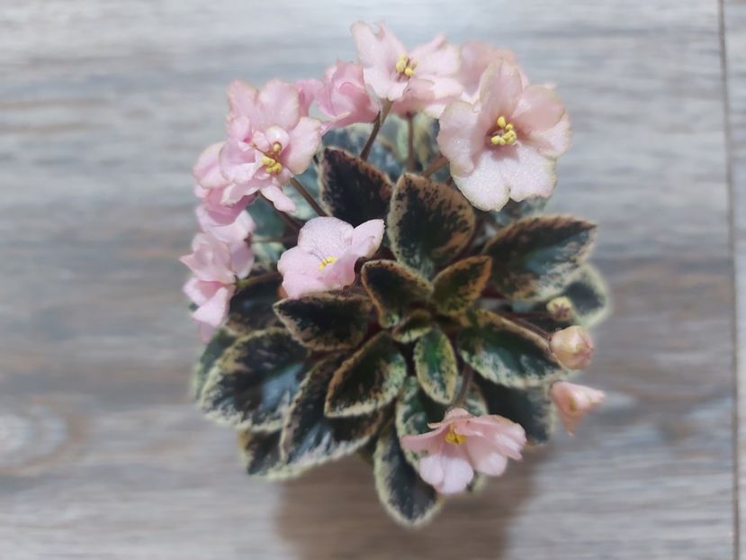  - Violeta NL Kniaginia Olga