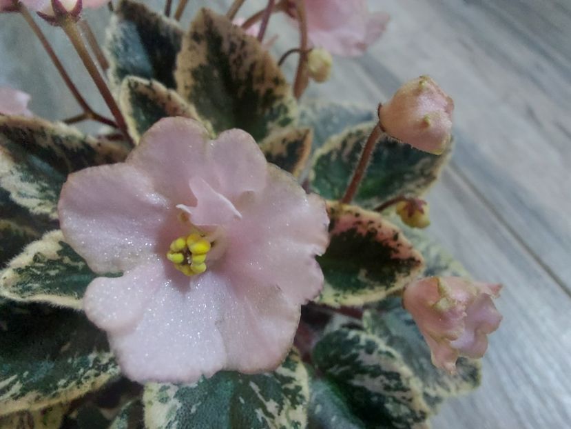  - Violeta NL Kniaginia Olga