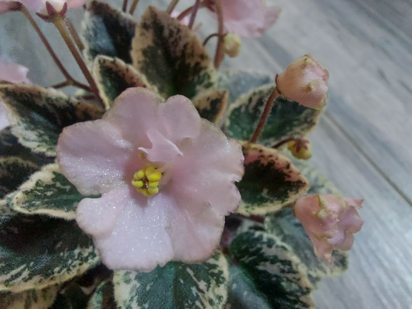  - Violeta NL Kniaginia Olga