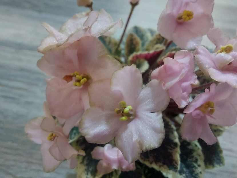  - Violeta NL Kniaginia Olga