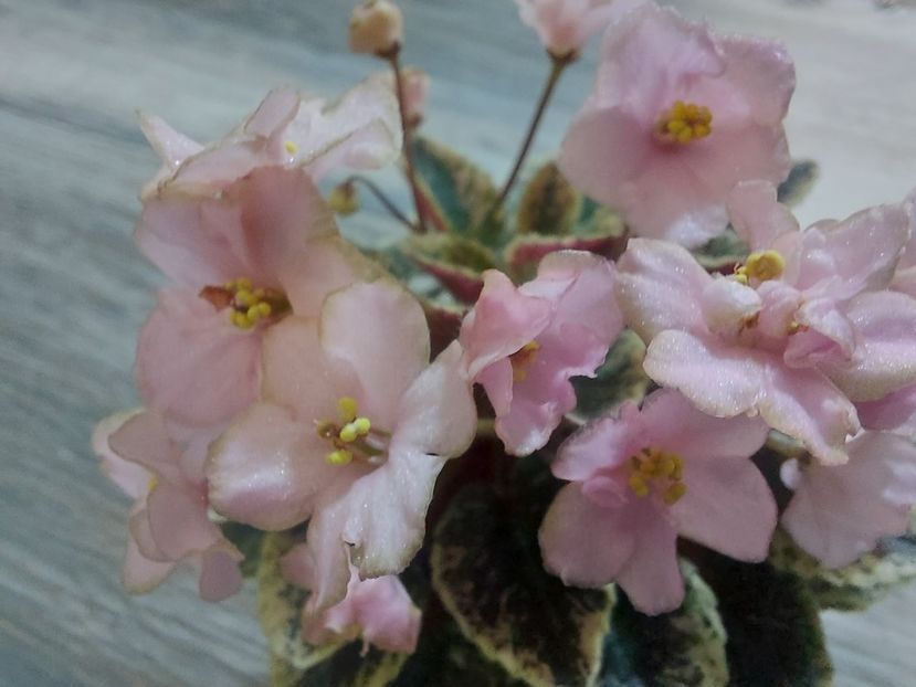  - Violeta NL Kniaginia Olga