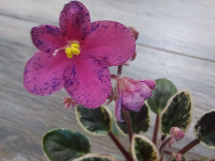  - Violeta Mac s Coral clackamas