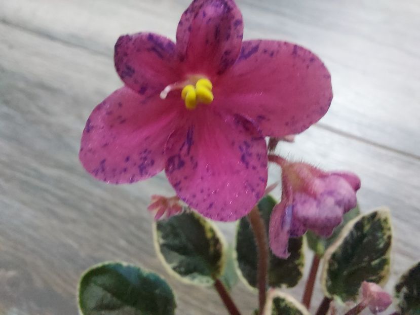  - Violeta Mac s Coral clackamas