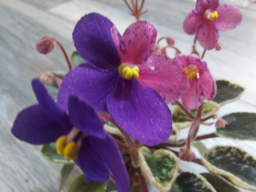  - Violeta Mac s Coral clackamas