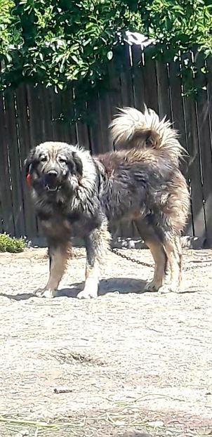  - Ciobanesc Carpatin