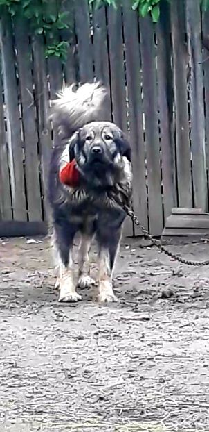  - Ciobanesc Carpatin