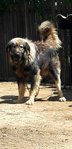  - Ciobanesc Carpatin