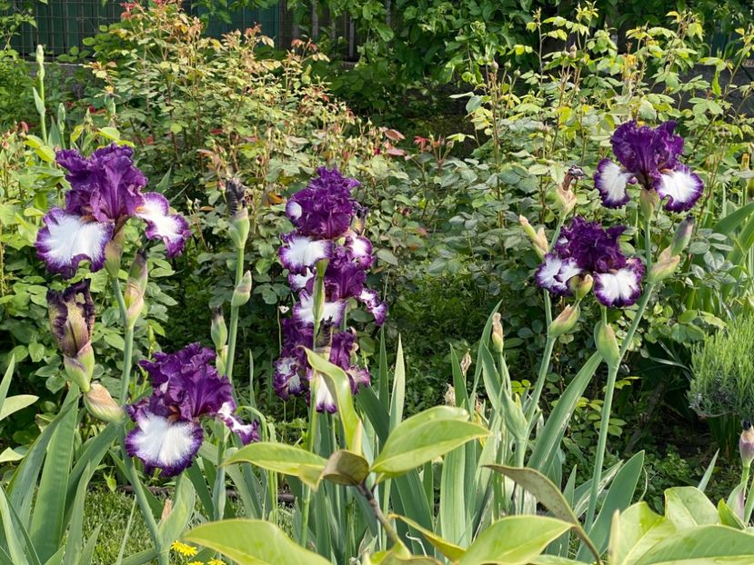  - 0005 - Gradina - 2025