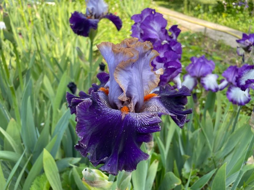  - 0005 - Gradina - 2025