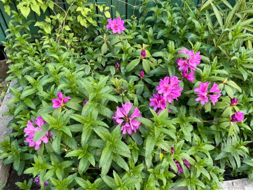  - 0005 - Gradina - 2025