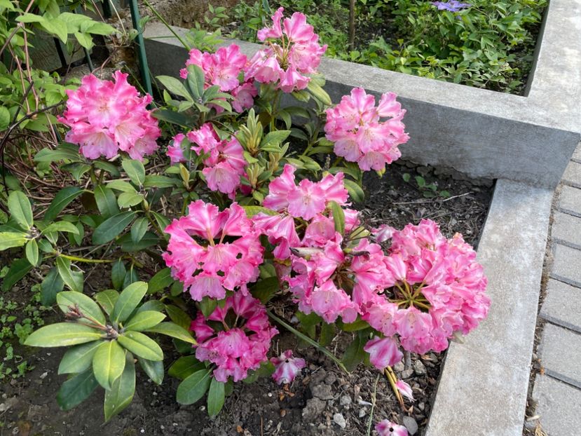  - 0005 - Gradina - 2025