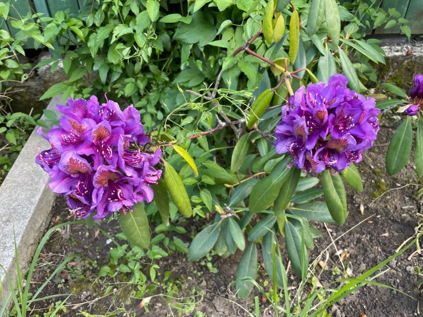  - 0005 - Gradina - 2025