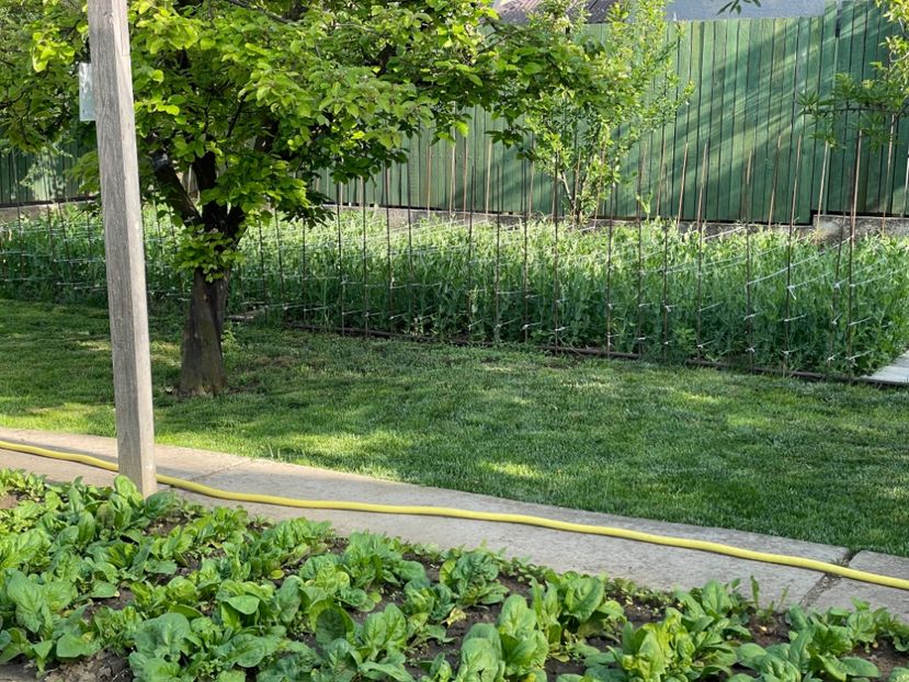  - 0005 - Gradina - 2025