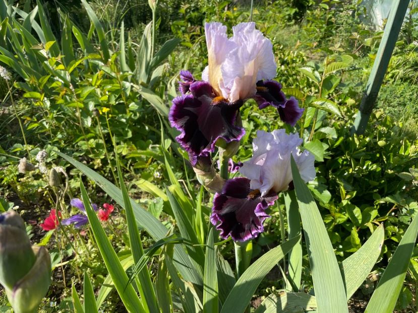  - 0005 - Gradina - 2025