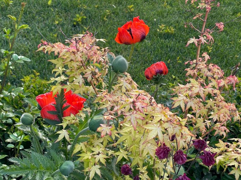  - 0005 - Gradina - 2025