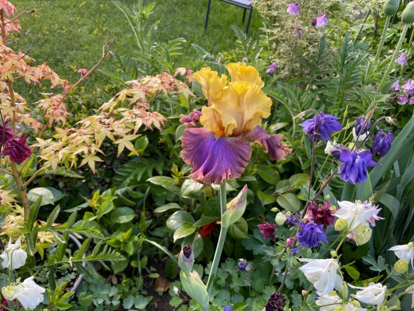  - 0005 - Gradina - 2025