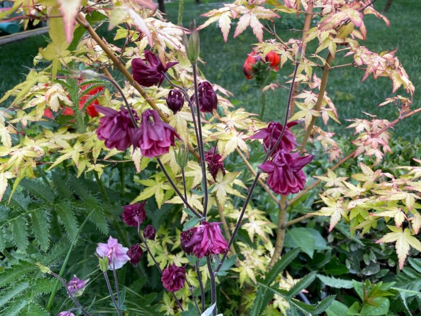  - 0005 - Gradina - 2025