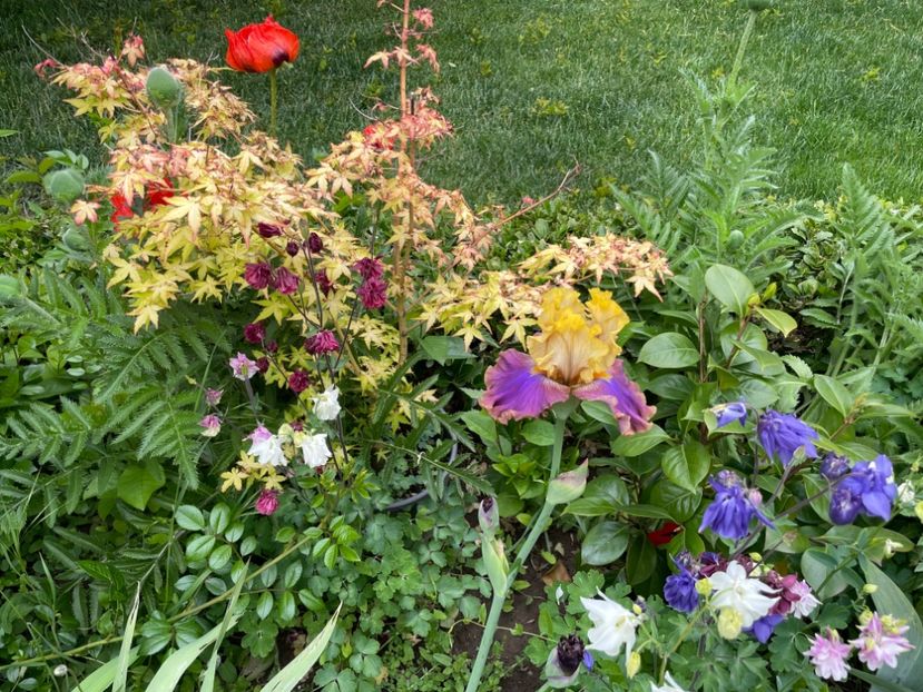  - 0005 - Gradina - 2025