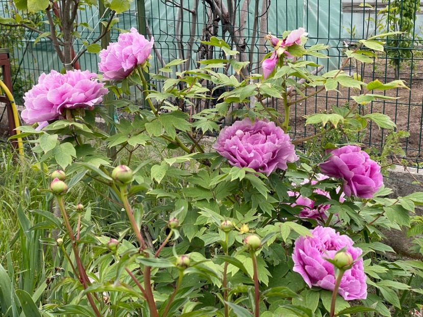  - 0005 - Gradina - 2025