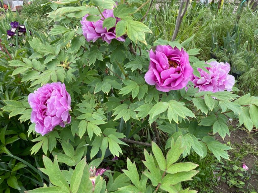  - 0005 - Gradina - 2025