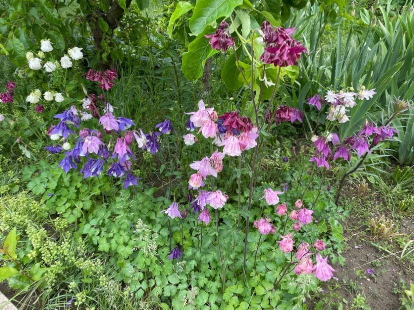  - 0005 - Gradina - 2025