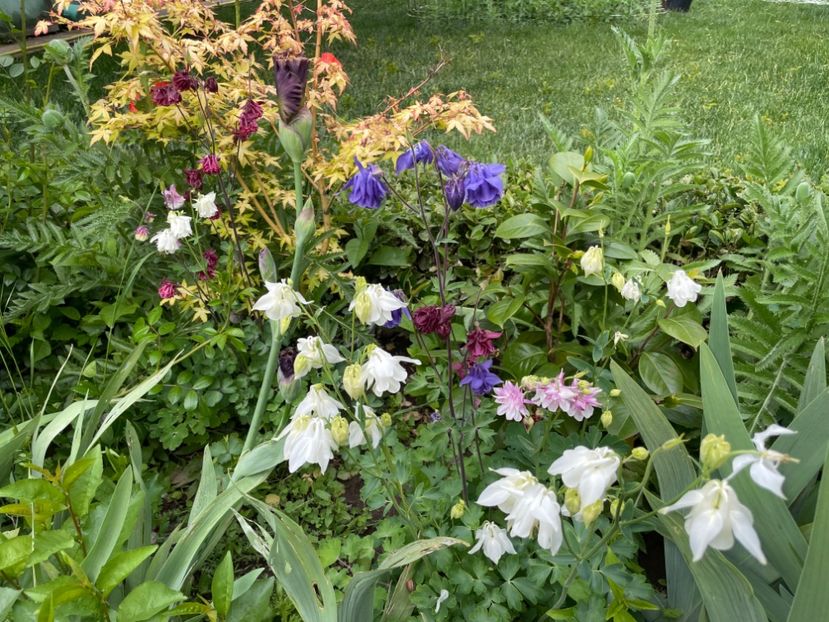  - 0005 - Gradina - 2025